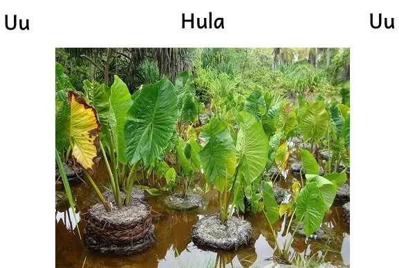 Hula sohutiawi na huohue kahun.